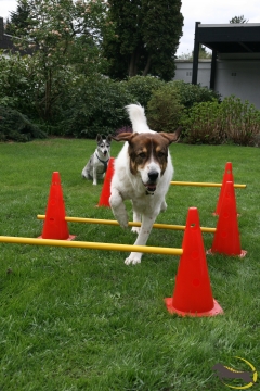 Aktives Bewegungstraining Gerätetraining