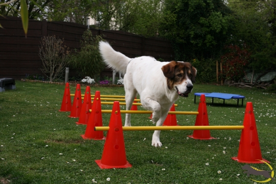 Aktives Bewegungstraining Gerätetraining
