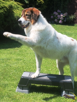 Rudi Stepper