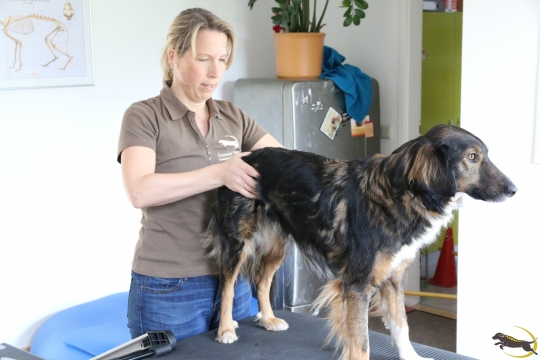 Dorntherapie