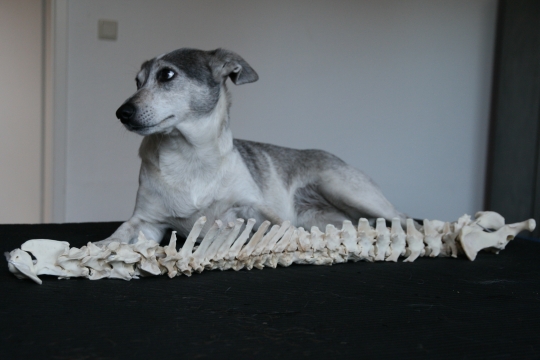 Dorntherapie