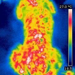 Elektrotherapie mit AmpliVet