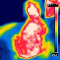 Elektrotherapie mit AmpliVet
