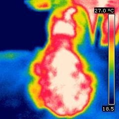 Elektrotherapie mit AmpliVet