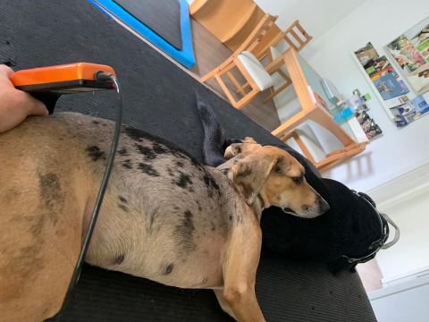 Bella_beim_Lasern