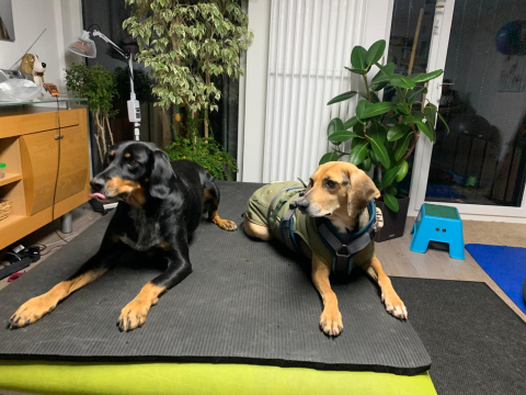 Jack-und-Bella