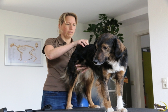 Manuelle Therapie