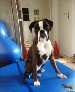 Propriozeptionstraining