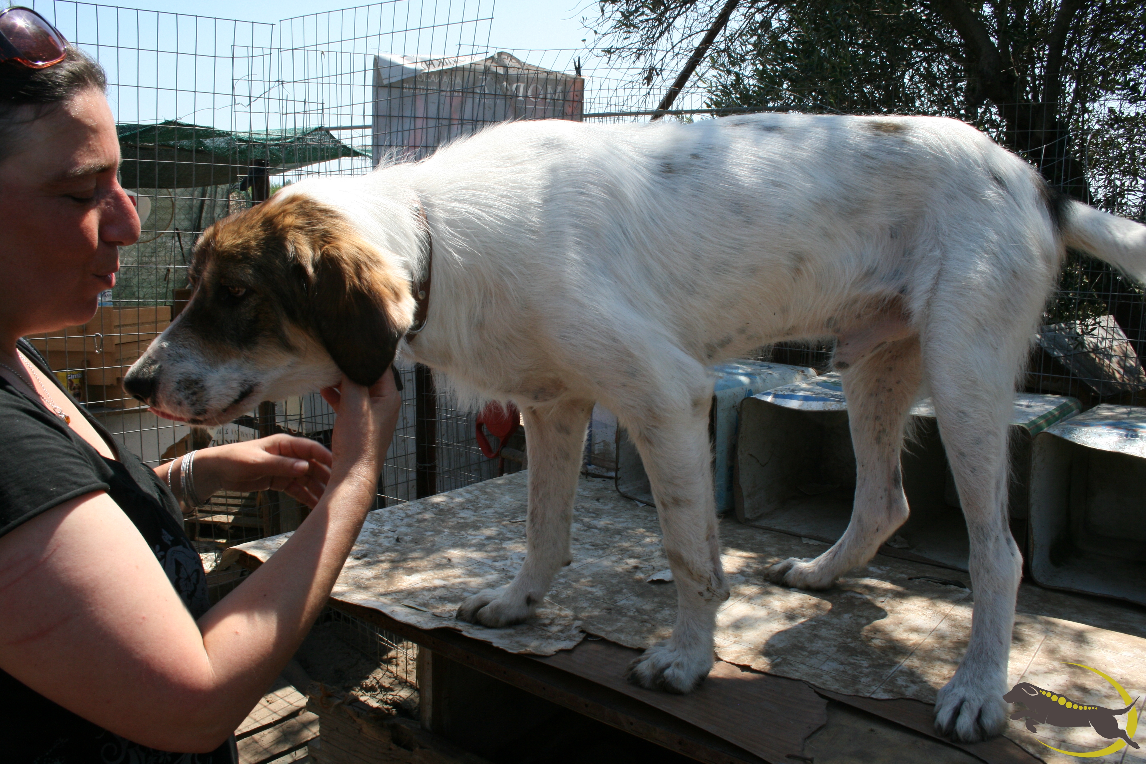 Tierschutzfalle Gesunder Hund Nowak
