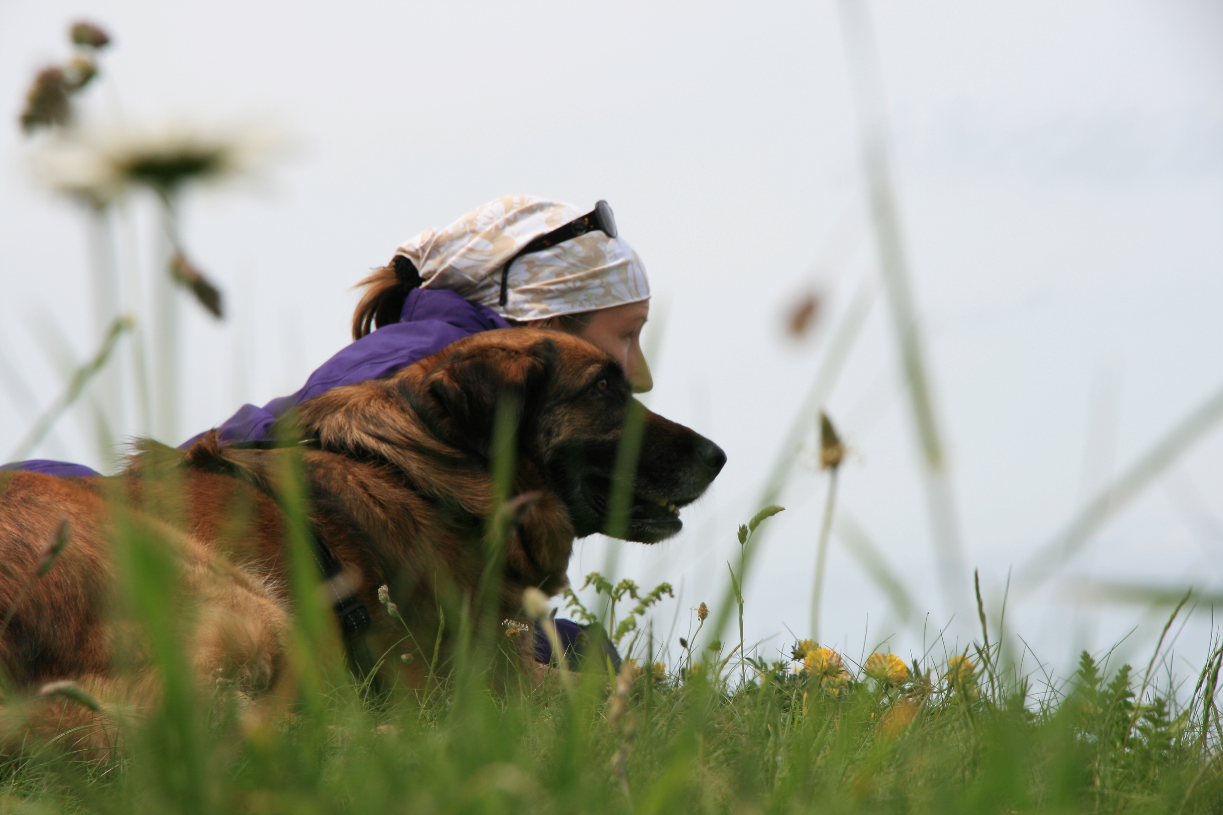 Gesunder Hund J. Nowak | Cora