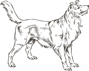 Hundeschule Bornheim Andrea Fricke